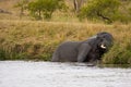 Wild elephant playing in the riverbank , Kruger National park, South Africa Royalty Free Stock Photo