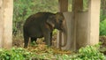 Wild elephant in rehabilitation