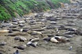 Wild elephant seal