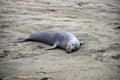 Wild elephant seal