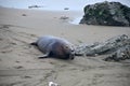 Wild elephant seal