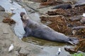 Wild elephant seal