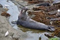 Wild elephant seal