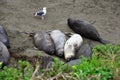 Wild elephant seal