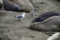 Wild elephant seal