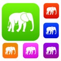 Wild elephant set collection