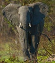 Wild elephant is standing in the bush. Zambia. South Luangwa National Park. Royalty Free Stock Photo