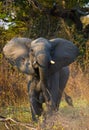 Wild elephant is standing in the bush. Zambia. South Luangwa National Park. Royalty Free Stock Photo