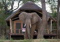 Wild elephant standing next to the tent camp. Zambia. Lower Zambezi National Park. Royalty Free Stock Photo