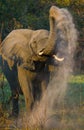 Wild Elephant throws the dust. Zambia. South Luangwa National Park. Royalty Free Stock Photo