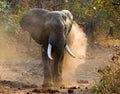 Wild Elephant throws the dust. Zambia. South Luangwa National Park. Royalty Free Stock Photo