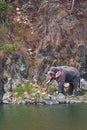 Wild Elephant tusker on the bank of river in the forest Royalty Free Stock Photo