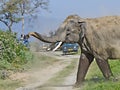 Wild Elephant tusker in the forest of India Royalty Free Stock Photo