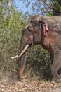 Wild Elephant tusker in the forest of India Royalty Free Stock Photo