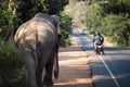 Wild elephant walking along main road Royalty Free Stock Photo