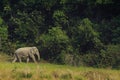 wild elephant walking on animal trail at khaoyai national park thailand