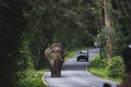 wild elephant walking on mountain road of khao yai national park khaoyai is one of most important natural sanctuary in south east Royalty Free Stock Photo