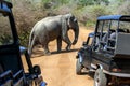 A wild elephant at Yala National Park.