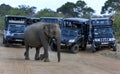 A wild elephant at Yala National Park.