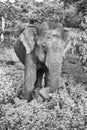Wild elephant in Yala National Park, Sri Lanka Royalty Free Stock Photo