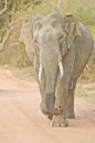 Wild Elephant In Yala National Park, Sri lanka Royalty Free Stock Photo