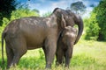 Wild elephants in a beautiful landscape in Sri Lanka Royalty Free Stock Photo