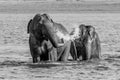 Wild Elephants couple bath