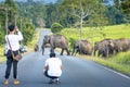 Wild elephants crossing road inside tropical rainforest Royalty Free Stock Photo