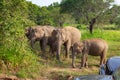 Wild elephants eating grass, Hurulu Eco Park, Sri Lanka Royalty Free Stock Photo