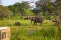 Wild elephants eating grass, Hurulu Eco Park, Sri Lanka Royalty Free Stock Photo