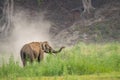 Elephas maximus: Wild elephant grazing in an Indian forest, Jim Corbett National Park.