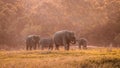 Wild elephants family in the forest , Sri lanka Royalty Free Stock Photo