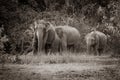 Wild elephants family Royalty Free Stock Photo