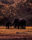 Wild elephants family in love , Sri lanka Royalty Free Stock Photo