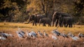 Divoký slony rodina 