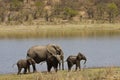 Wild elephants family on the river bank, Kruger national park, SOUTH AFRICA