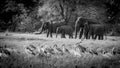 Wild Elephants family, Sri Lanka Royalty Free Stock Photo
