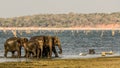 Wild Elephants gang at polonnaruwa , srilanka Royalty Free Stock Photo