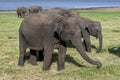 Wild elephants graze at Minneriya National Park in central Sri Lanka. Royalty Free Stock Photo