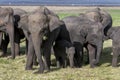 Wild elephants graze at Minneriya National Park in central Sri Lanka. Royalty Free Stock Photo