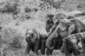 Wild elephants herd at sri lanka drinking water