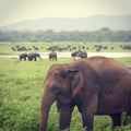 Wild Elephants herd on the Srilanka