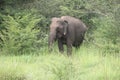 Wild Elephant in Jungle Udawalawe & x28; Thani Aliya& x29; Royalty Free Stock Photo