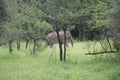 Wild Elephants in Jungle Udawalawe & x28; Thani Aliya & x29; Asia Royalty Free Stock Photo