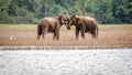 Wild elephants in love , Maduru Oya , Sri lanka Royalty Free Stock Photo