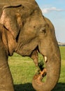 Wild elephants lunch time Royalty Free Stock Photo