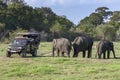 Wild elephants in Minneriya National Park.