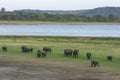 Wild elephants at Minneriya National Park in Sri Lanka. Royalty Free Stock Photo