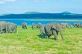 Wild Elephants At Minneriya National Park In Sri Lanka Royalty Free Stock Photo