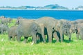 Wild Elephants At Minneriya National Park In Sri Lanka Royalty Free Stock Photo